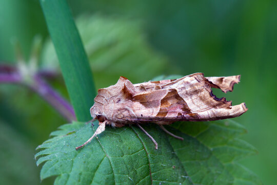 Achateule - Phlogophora meticulosa
