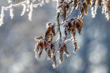 Winter im Unterallgäu