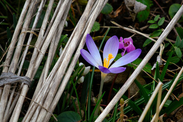 Lila Krokus, braune Blätter und Äste, grüne Halme im garten. Frühjahrsblüher, vorbote des...
