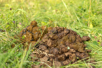 feces horse big on the ground