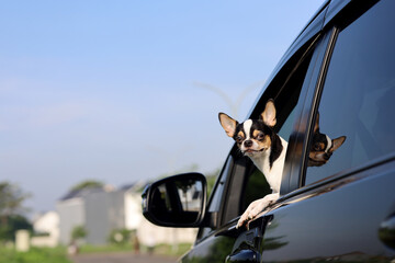 Chihuahua dog on a road trip. on holiday with your beloved dog.
