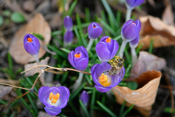 Lila Krokus und eine Biene, braune Blätter und Äste, grüne Halme im garten. Frühjahrsblüher,...