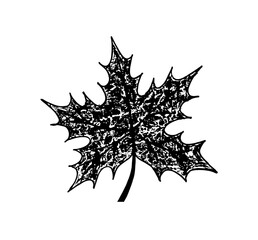 Vector of hand draw maple leaf 