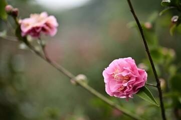 The Taipei Floral Research Center hosts the Camellia Flower Exhibit, showcasing an enchanting array of beautiful tea flowers. Photographs suitable for greeting cards, posters, and textbooks.