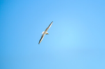 空飛ぶユリカモメ