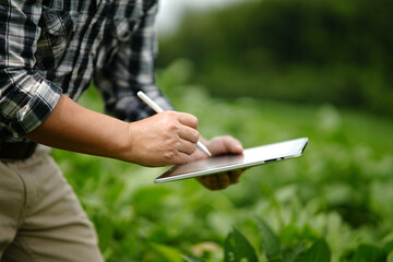 Businessman gardener using tablet Viewing potato plant picture of potato leaves in harvest season in fertile soil