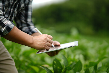 Businessman gardener using tablet Viewing potato plant picture of potato leaves in harvest season in fertile soil - obrazy, fototapety, plakaty