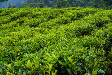 Green tea plantation at sunrise, nature background