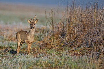 Buck deer in the wild