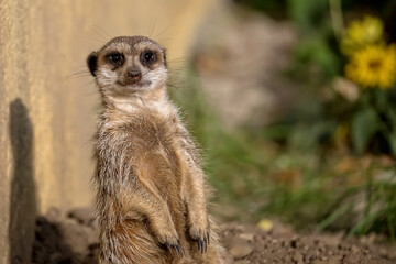 Fototapeta premium Meerkat in a clearing 