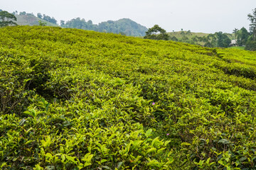 Fototapeta na wymiar Green tea plantation at sunrise, nature background