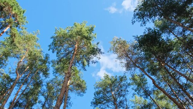 Pine Forest. Tall pines trees grow in the forest, look up through the trees at the blue sky, outdoors. Windy weather. Fir-trees swaing on the wind. Nature background. Beautiful forest