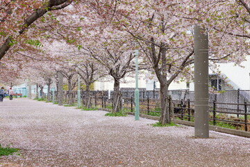 桜の花吹雪舞う遊歩道　神戸市中央区の旧貨物線跡の遊歩道