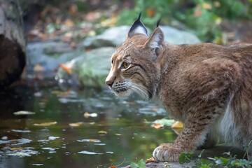 lynx in the forest a portrait