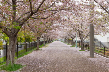 桜の花びらが散った遊歩道　神戸市中央区の旧貨物線跡の遊歩道