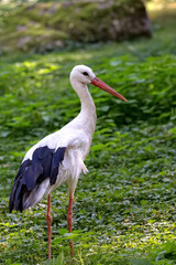 White stork in the grass