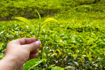 Harvesting Selection of Ripe Green Tea Leaves, Healthy Organic Farming in Tea Gardens