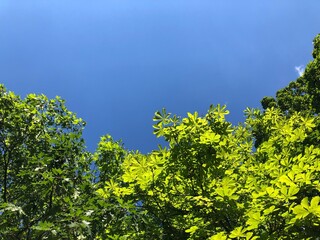 chestnut tree and sky
