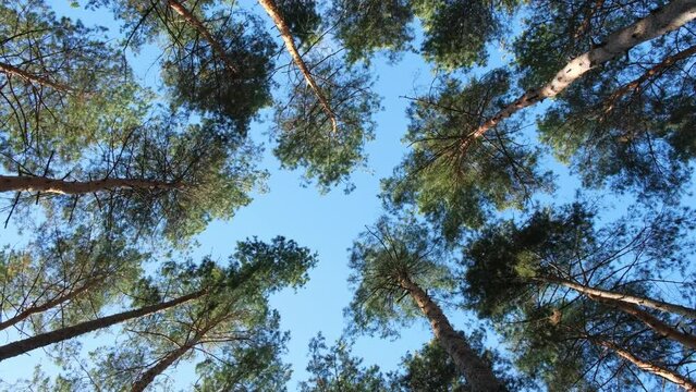 Pine Forest. Tall pines trees grow in the forest, look up through the trees at the blue sky, outdoors. Windy weather. Fir-trees swaing on the wind. Nature background. Beautiful forest