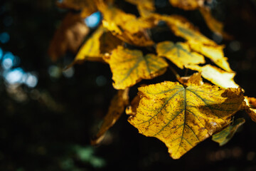 Yellow leaf of a tree close-up. Tree branch. Environment.