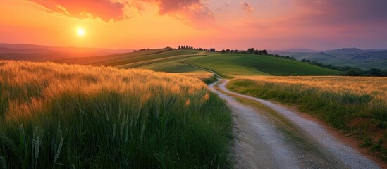 A sunset road winding through wheat and rye fields.