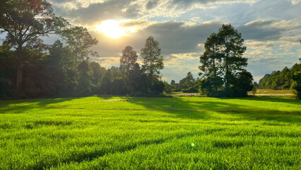 Fototapeta premium sunset in the rice field Siem reap Cambodia 