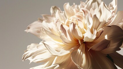 Fototapeta premium a close up of a large flower on a white and gray background with a blurry image of a large flower in the middle of the center of the image.
