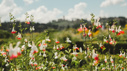Florence_Jardin_3