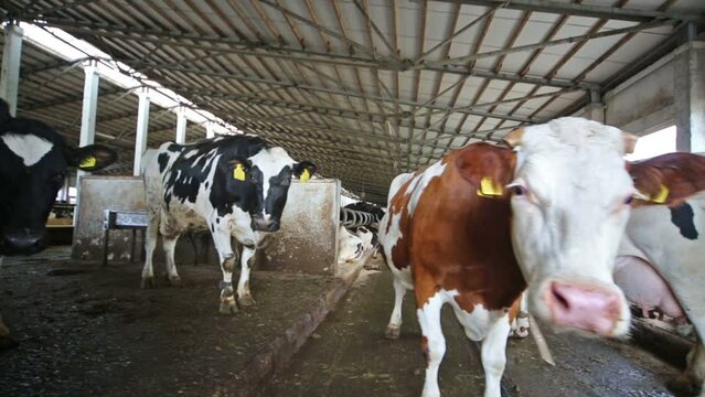 Cows in the hangar with metal floor on a dairy farm.