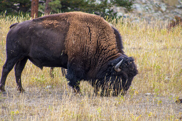 Lone Bison Grazing in the Wild