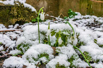 A snowdrop in the snow.