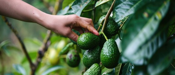 hand picking avocado fruit in garden - obrazy, fototapety, plakaty
