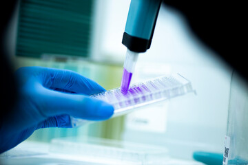 geneticist working with microplate for cells analysis in the genetic lab. Researcher working with samples of tissue culture in microplate in the bioengineering laboratory, medicine laboratory