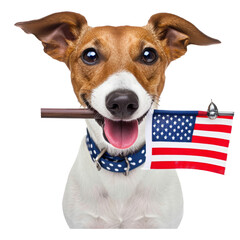 jack russell dog celebrating independence day 4th of july with usa flag in mouth