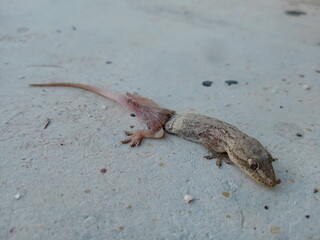 injured asian House lizard (hemidactylus) on cement floor. photo taken in malaysia
