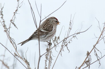 sparrow on a branch