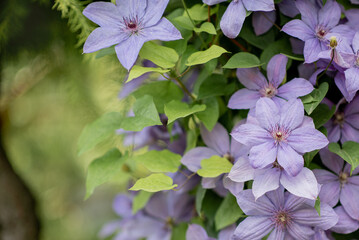 purple clematis close-up with space for text