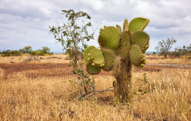 Landscape with Galapagos Giant Cactus, Santa Cruz Island, Galapagos, Ecuador.