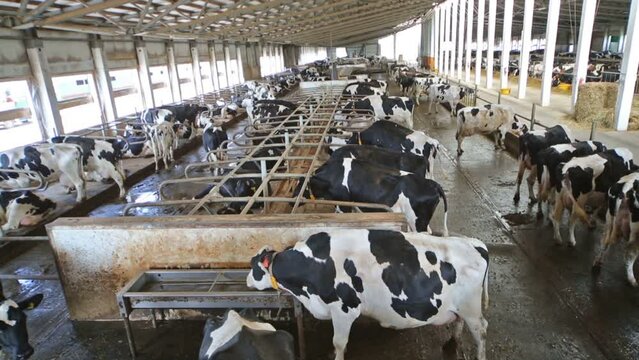 Many cows in the hangar with metal floor on a dairy farm.