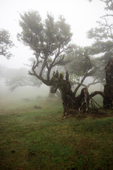 Mystisch: Der Feenwald auf der Insel Madeira