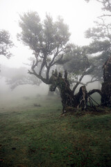 Mystisch: Der Feenwald auf der Insel Madeira