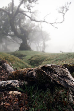 Mystisch: Der Feenwald auf der Insel Madeira