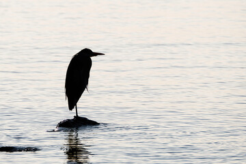 Ein Reiher steht auf einem Bein auf einem Stein im Wasser. Graureiher am Bodenseeufer. Silhouette Copyspace