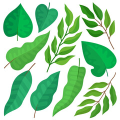 Various green leaves. Leaves of different shapes. Green tropical leaves and branches, monstera, palm.