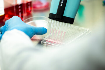 cell culture with multiple pipette at the safety cabinet in cell culture laboratory, medical,...