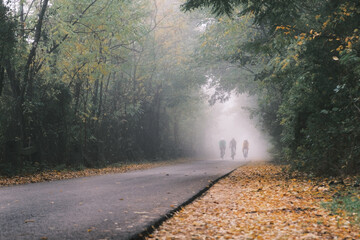 road in the forest