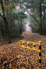 autumn leaves on the road
