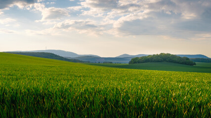 landscape with grass and sky