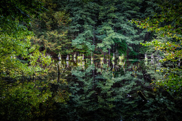 forest at a lake