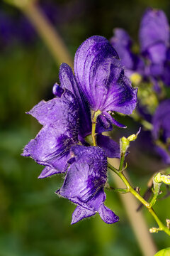 Aconitum 'Spark's Variety' herbaceous springtime and summertime plant with a blue spring and summer poisonous plant commonly known as monk's hood